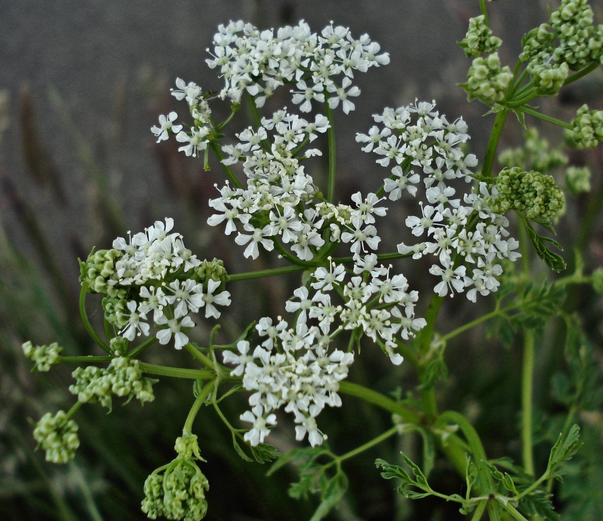 La cicuta logra crecer hasta seis  pies de altura. (Foto: jardineriaon.com). 