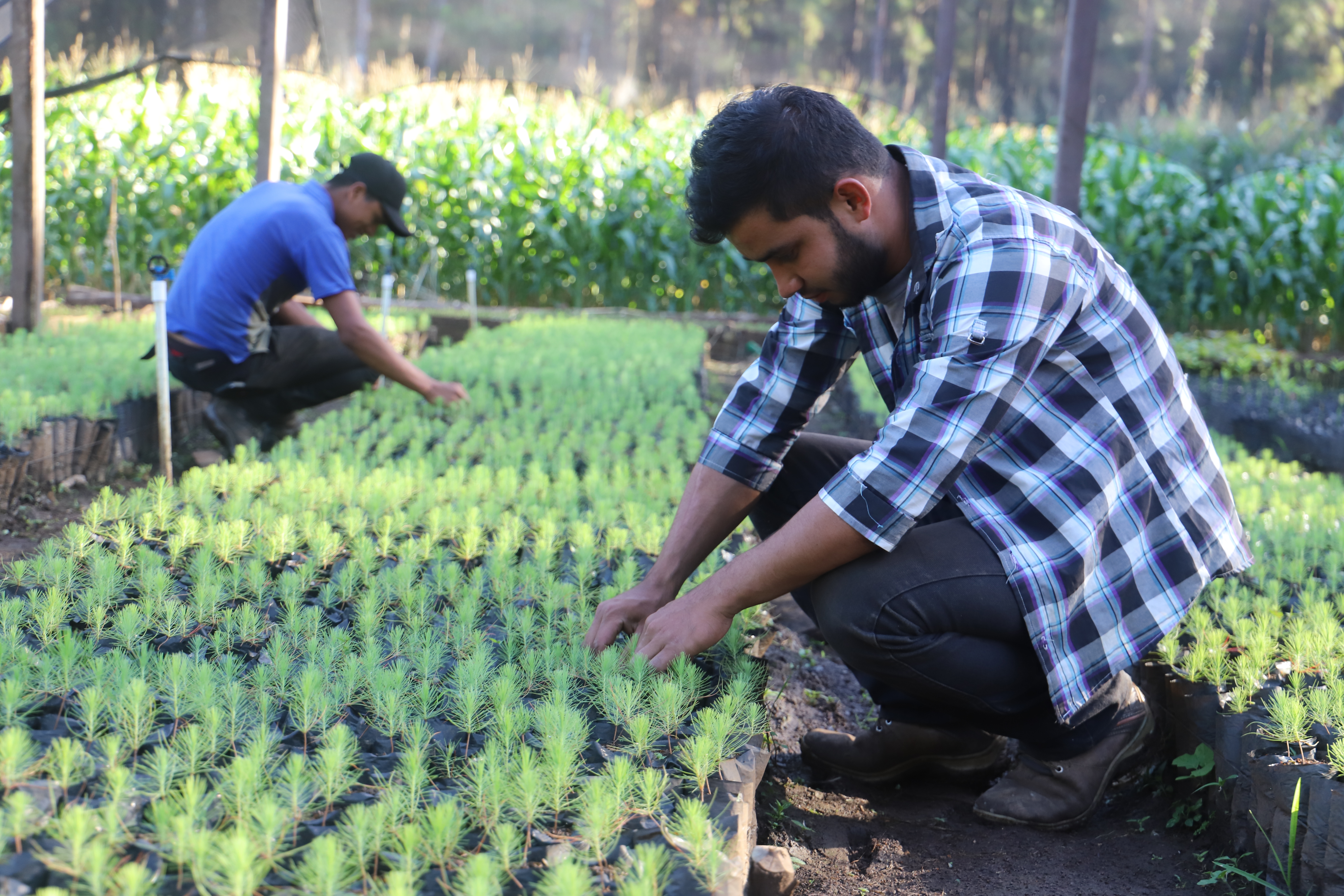 Según la FAO, mientras las comunidades obtenían su sustento del bosque, se consolidaron las capacidades para gestionarlo de manera óptima y alcanzar los beneficios ambientales. (Foto Prensa Libre: Cortesía FAO)