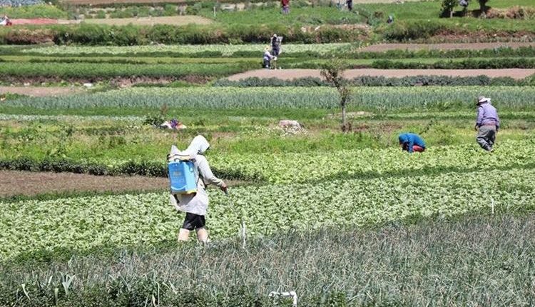 Guatemala tiene un ciclo agrícola estacional. (Foto Prensa Libre: Hemeroteca) 