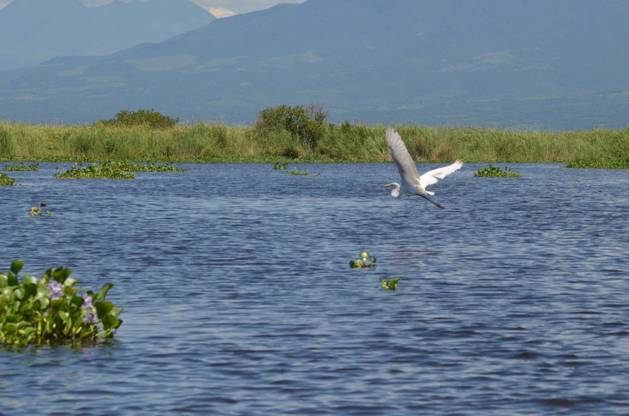 El Manchón Guamuchal es el bosque de mangle más importante del pacífico guatemalteco. (Foto Prensa Libre: Hemeroteca PL)