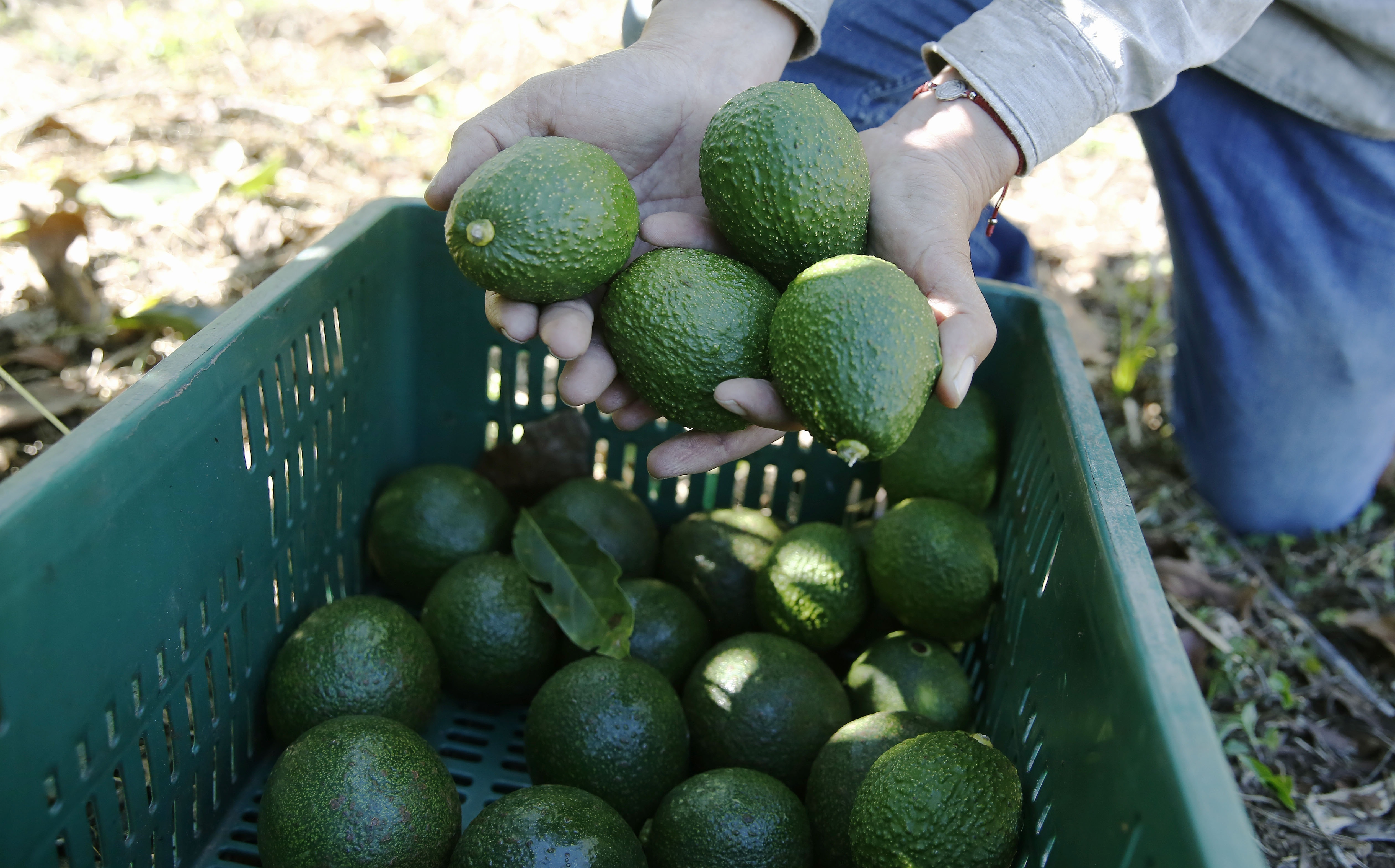 Aguacate hass en Guatemala