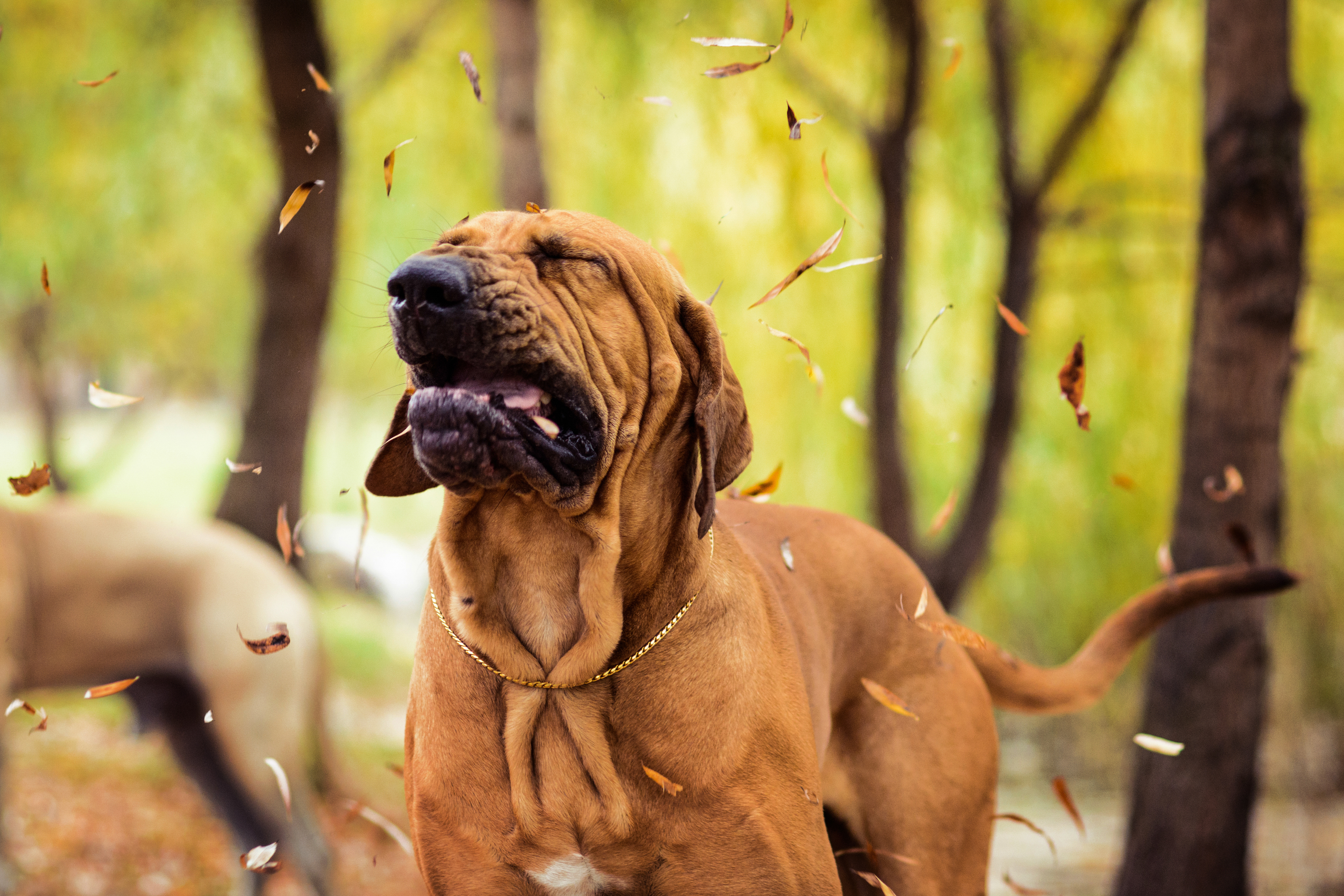 Cómo identificar y tratar alergias en perros y gatos