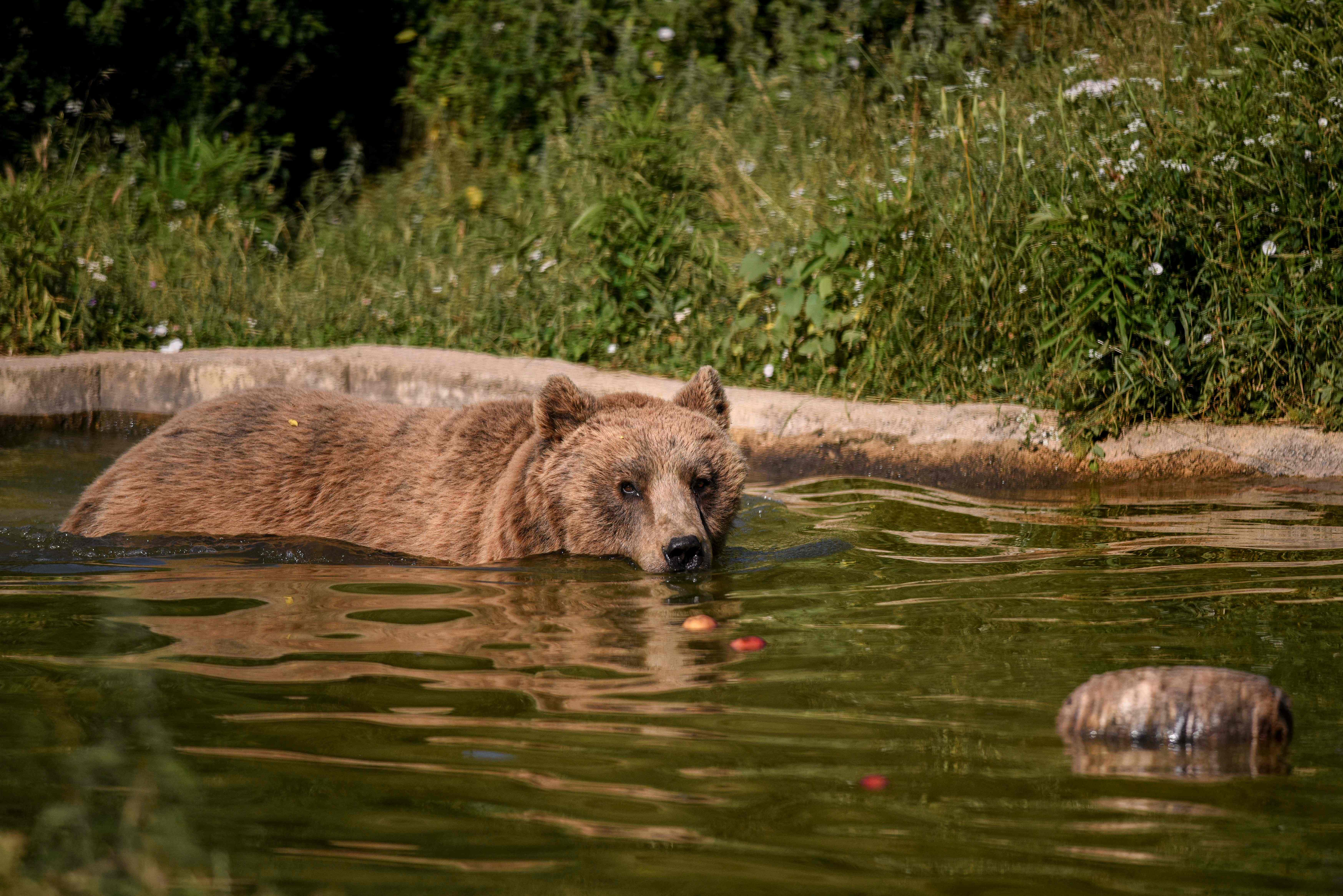 Las autoridades buscan al animal que mató a a visitante del parque para acampar. (Imagen con fines ilustrativos). (Foto Prensa Libre: AFP). 