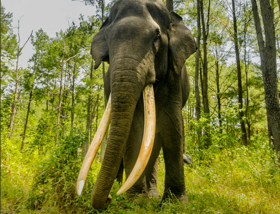 Estos especímenes se encuentran en peligro de extinción debido a su caza ilegal para vender sus colmillos. (Foto Prensa Libre: @elephantsumatra/Twitter)