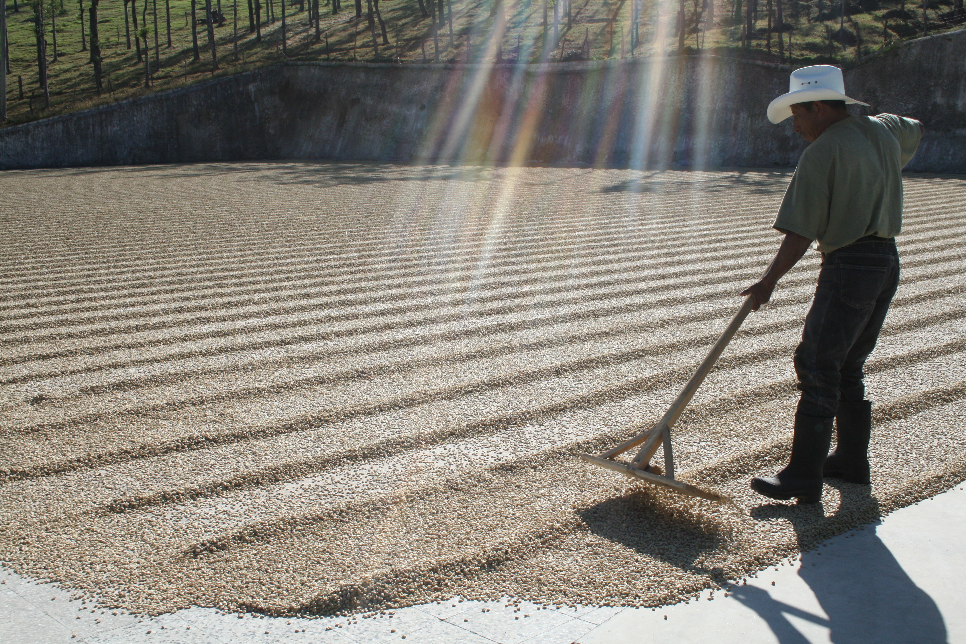 Caficultores de Brasil experimentan una sequía que podría beneficiar a productores guatemaltecos. (Foto Prensa Libre: Cortesía Anacafé) 