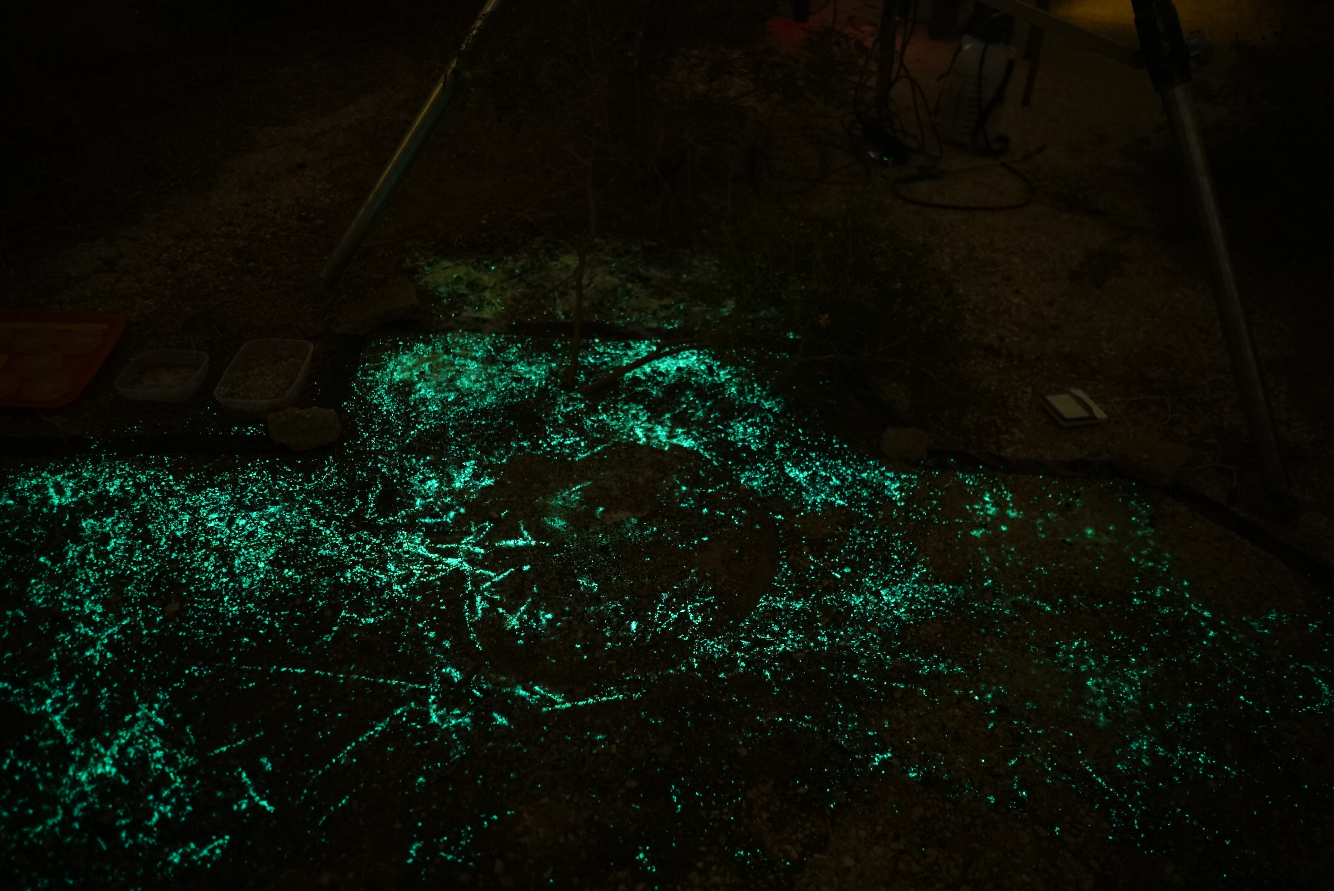  Al hallar minas terrestres, bacterias manipuladas genéticamente brillan. (A. Lifshitz, Universidad Hebrea) 