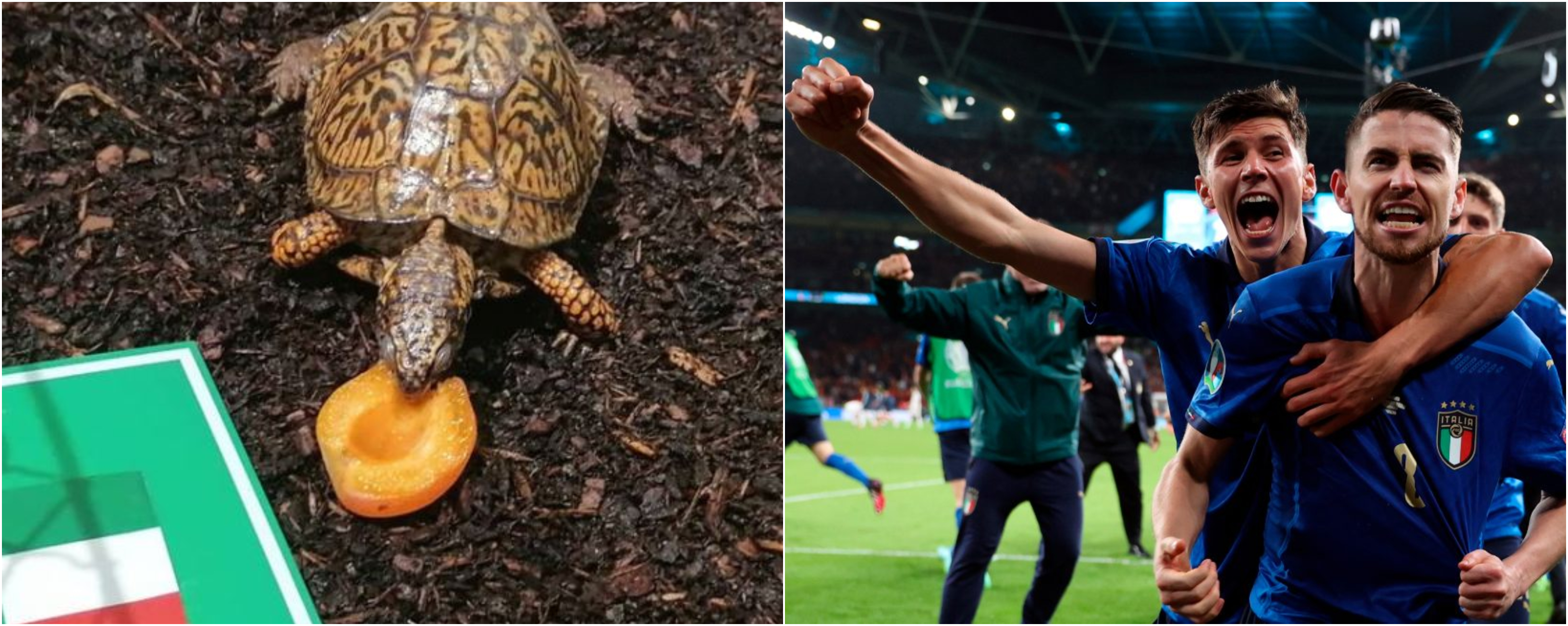 La tortuga austriaca Sigmund, convertida en el gran oráculo de la Eurocopa de su país, pronosticó este viernes 9 de julio la victoria de Italia ante Inglaterra en la final de la Euro 2020 en  Wembley el domingo 11. Foto Prensa Libre: EFE