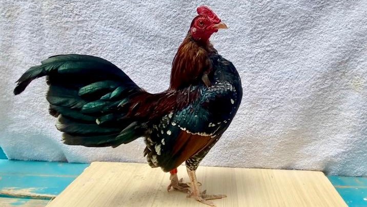 Bellas razas de gallos y gallinas para exhibición