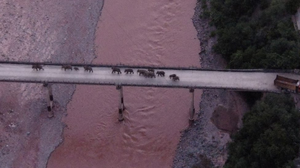 El domingo se vio a los elefantes cruzando el rio Yuanjiang en la provincia de Yunnan. Reuters