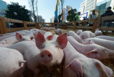 Centroamérica mantiene alerta regional por el aparecimiento de un brote de fiebre porcina africana. (Foto Prensa Libre: Hemeroteca) 