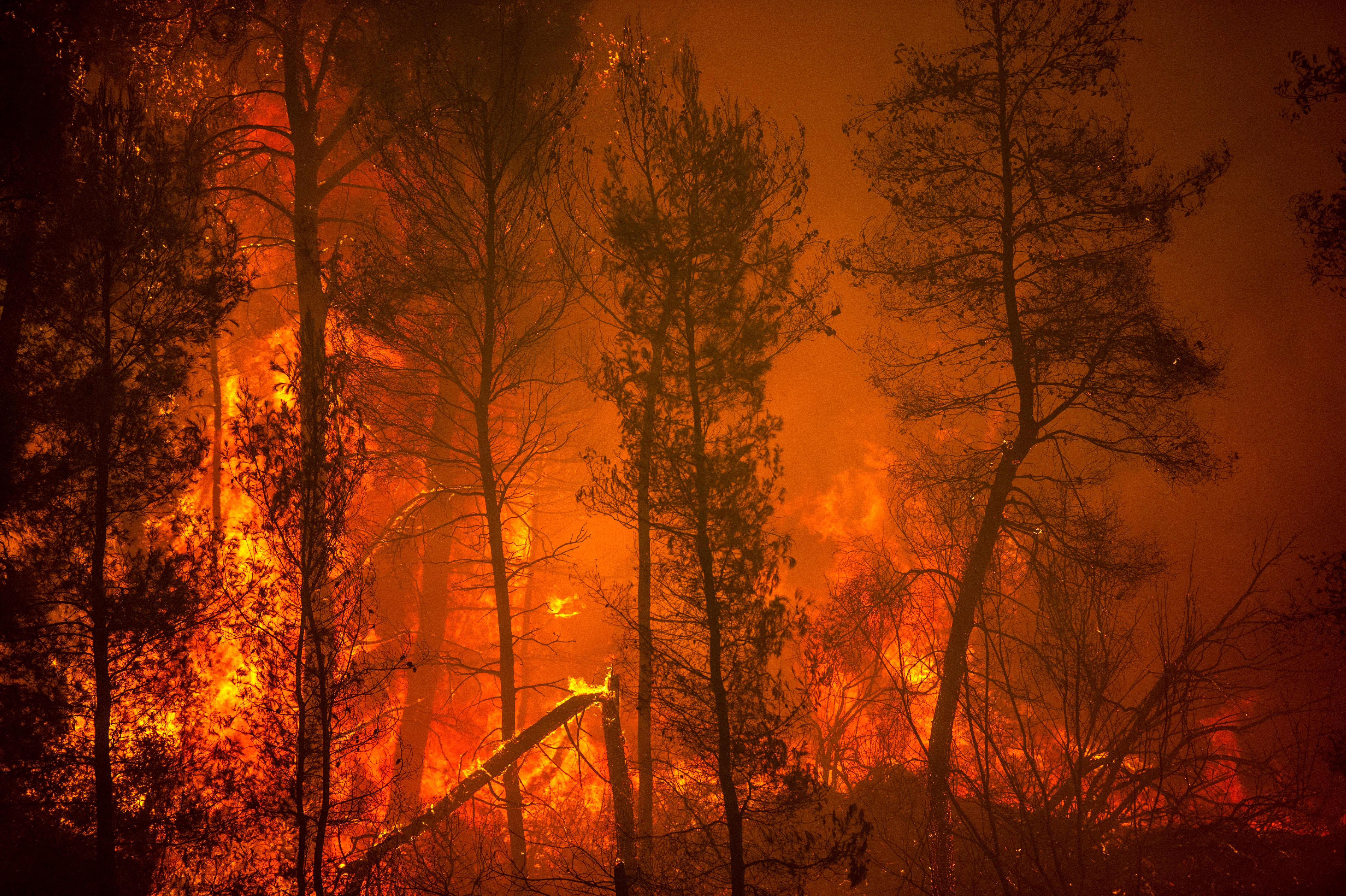 Un incendio envuelve los árboles en la aldea de Pefki en la isla de Evia (Eubea), la segunda isla más grande de Grecia. (Foto Prensa Libre: AFP)