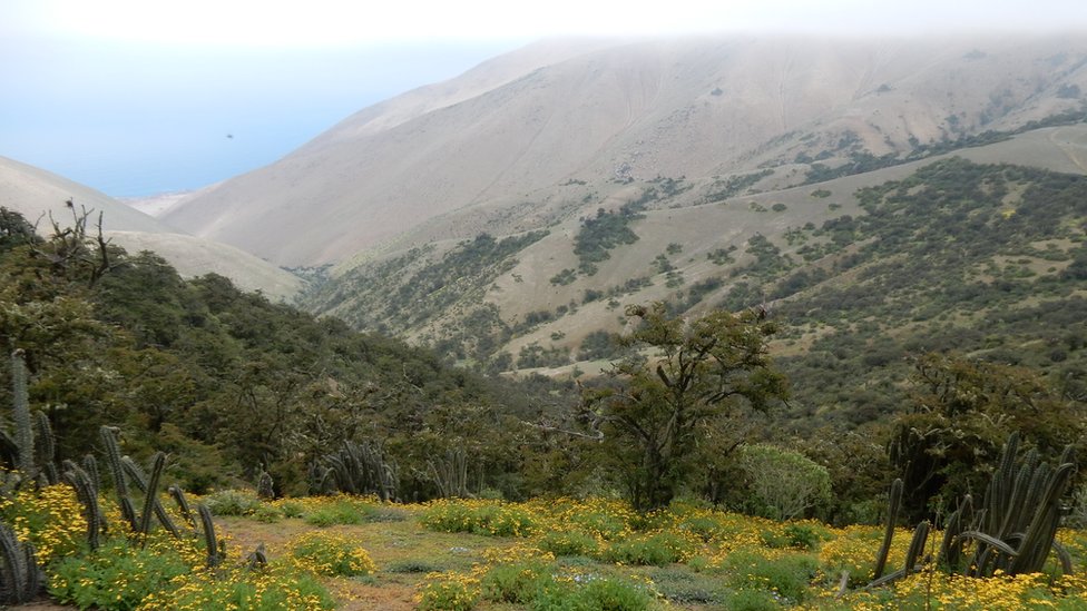 Algunas áreas, como las Lomas de Atiquipa, tienen árboles de baja estatura.