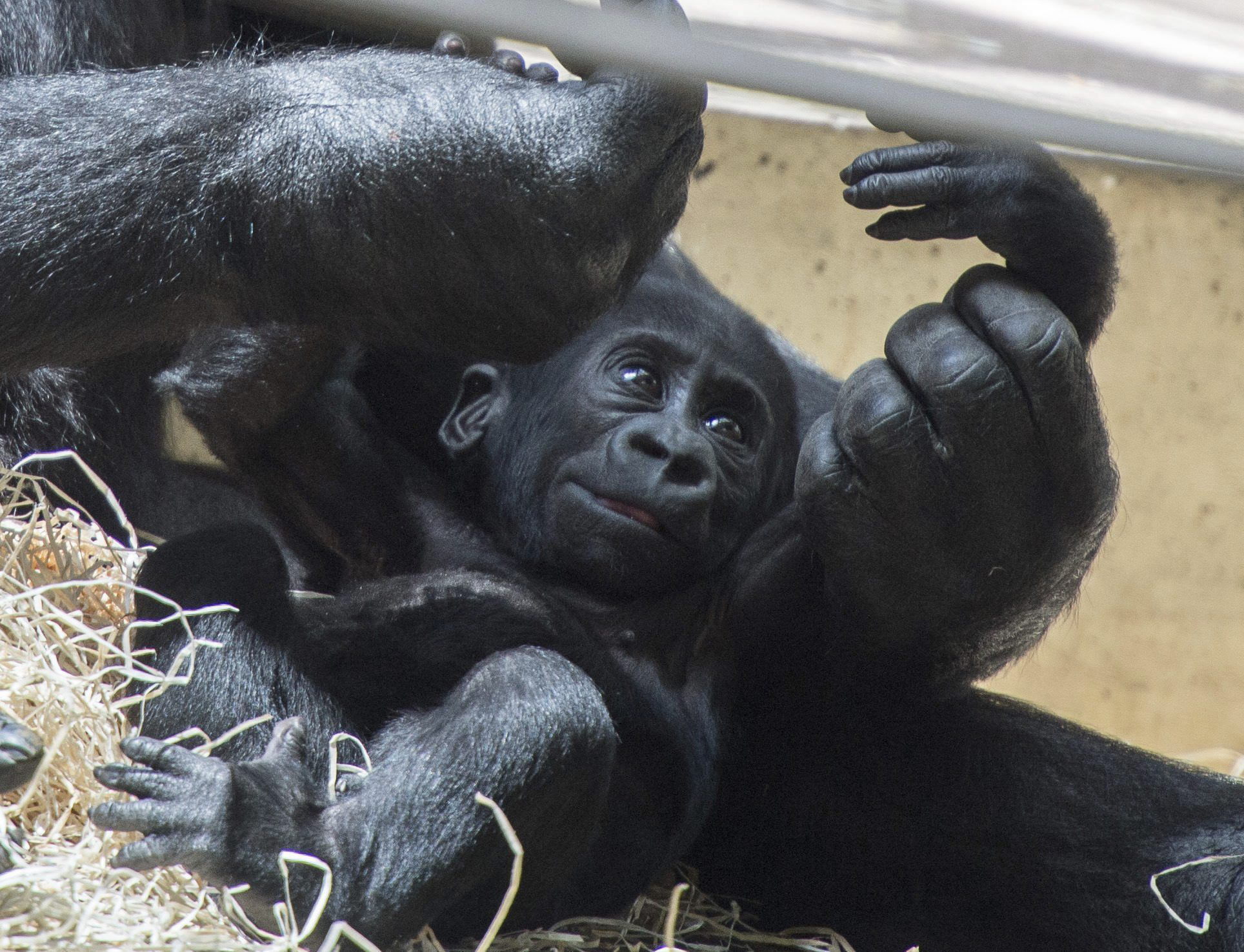 Gorilas de un zoo de Atlanta dan positivo a covid-19