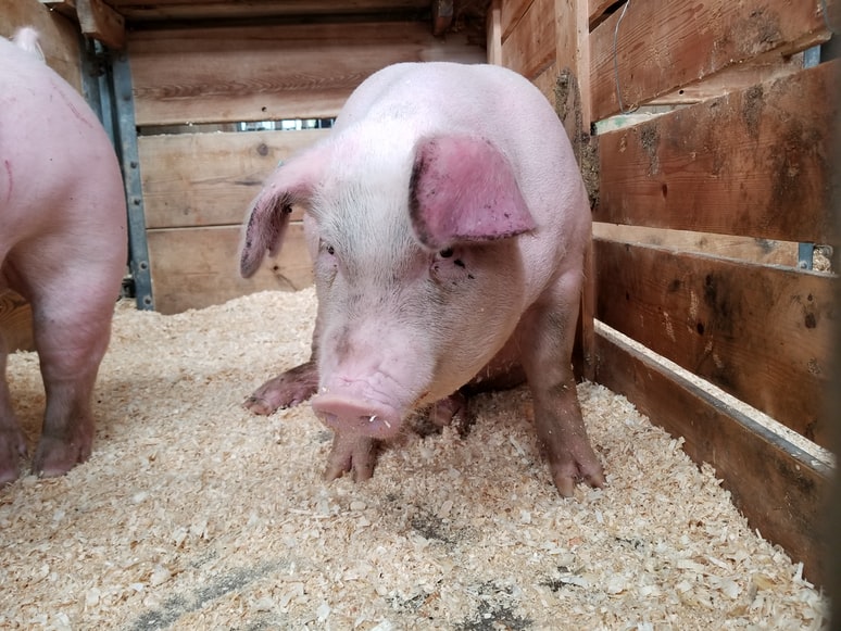 Los productores de carne en Reino Unido se enfrentan a una escasez de personal cuando se acerca una de las épocas de más exigencia.  (Foto Prensa Libre: Unsplash)