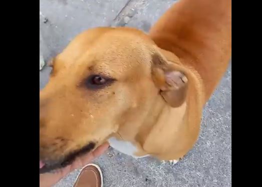 Hombre adopta a perra luego de que esta lo atacara. (Foto Prensa Libre: Tomada de @JorgeJa37438463)