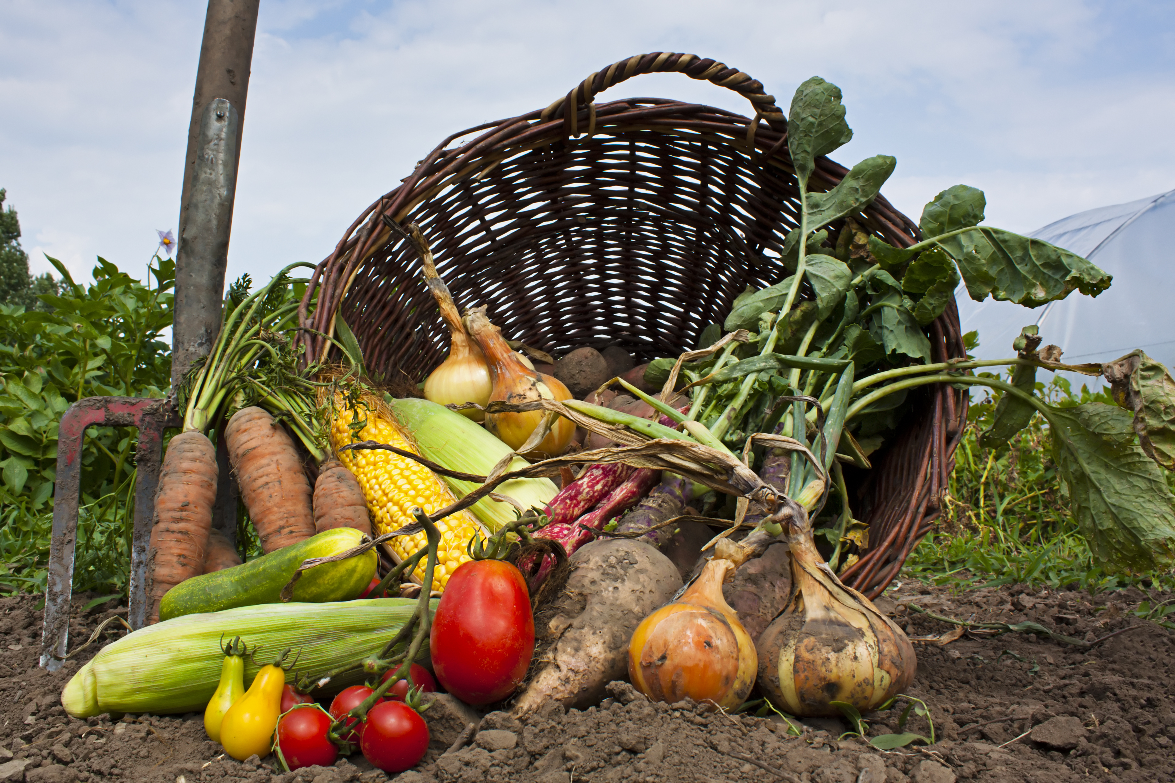 La alimentación orgánica prevee enfermedades con componentes tóxicos.