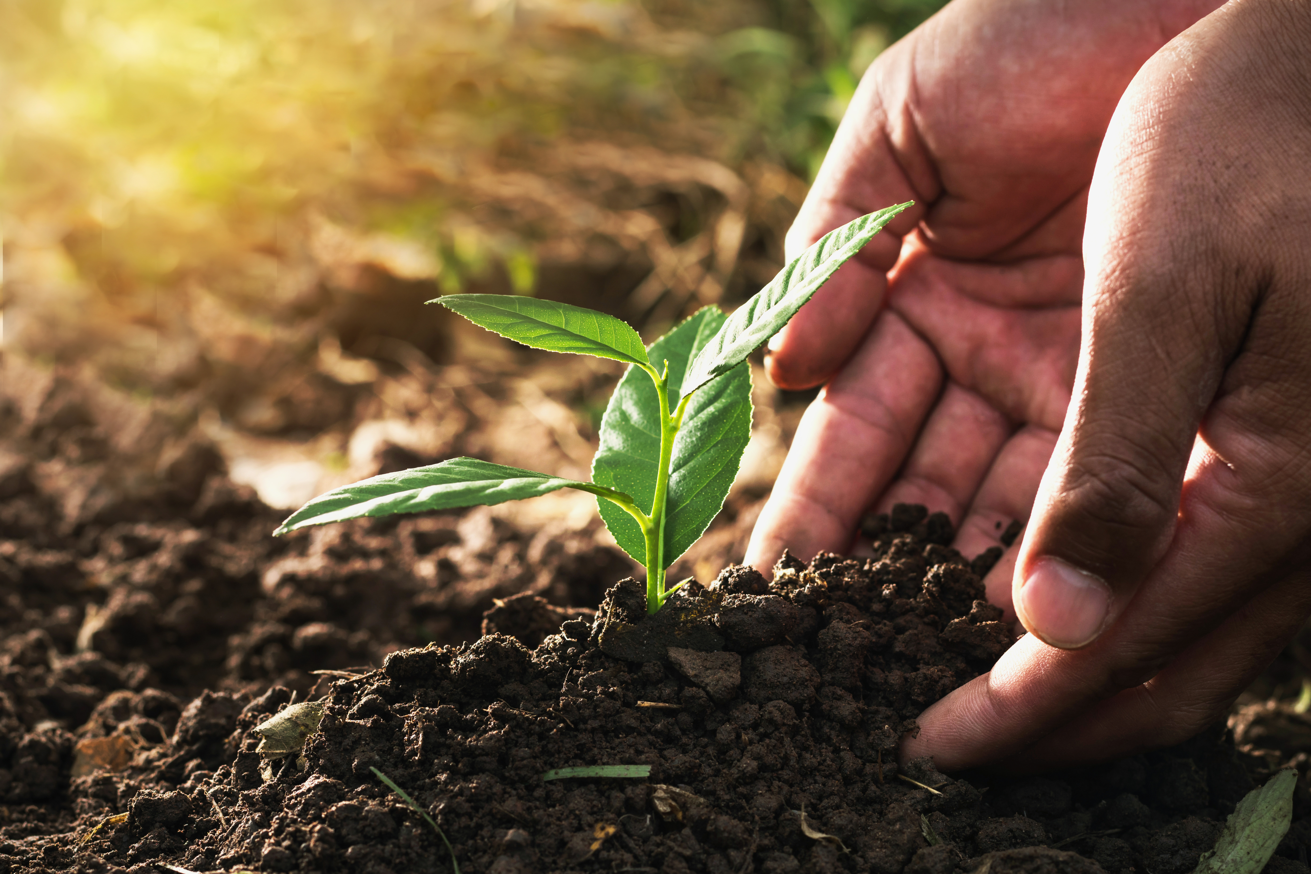 La producción orgánica agrícola parte de la un cuidado integral de las cosechas. 