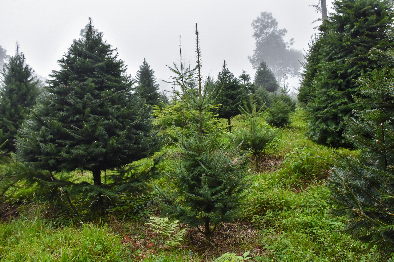 Las plantaciones de pinabete están al acecho de traficantes de ramilla, cuyas acciones ponen en peligro a una especia única de Guatemala. (Foto Prensa Libre: Inab)