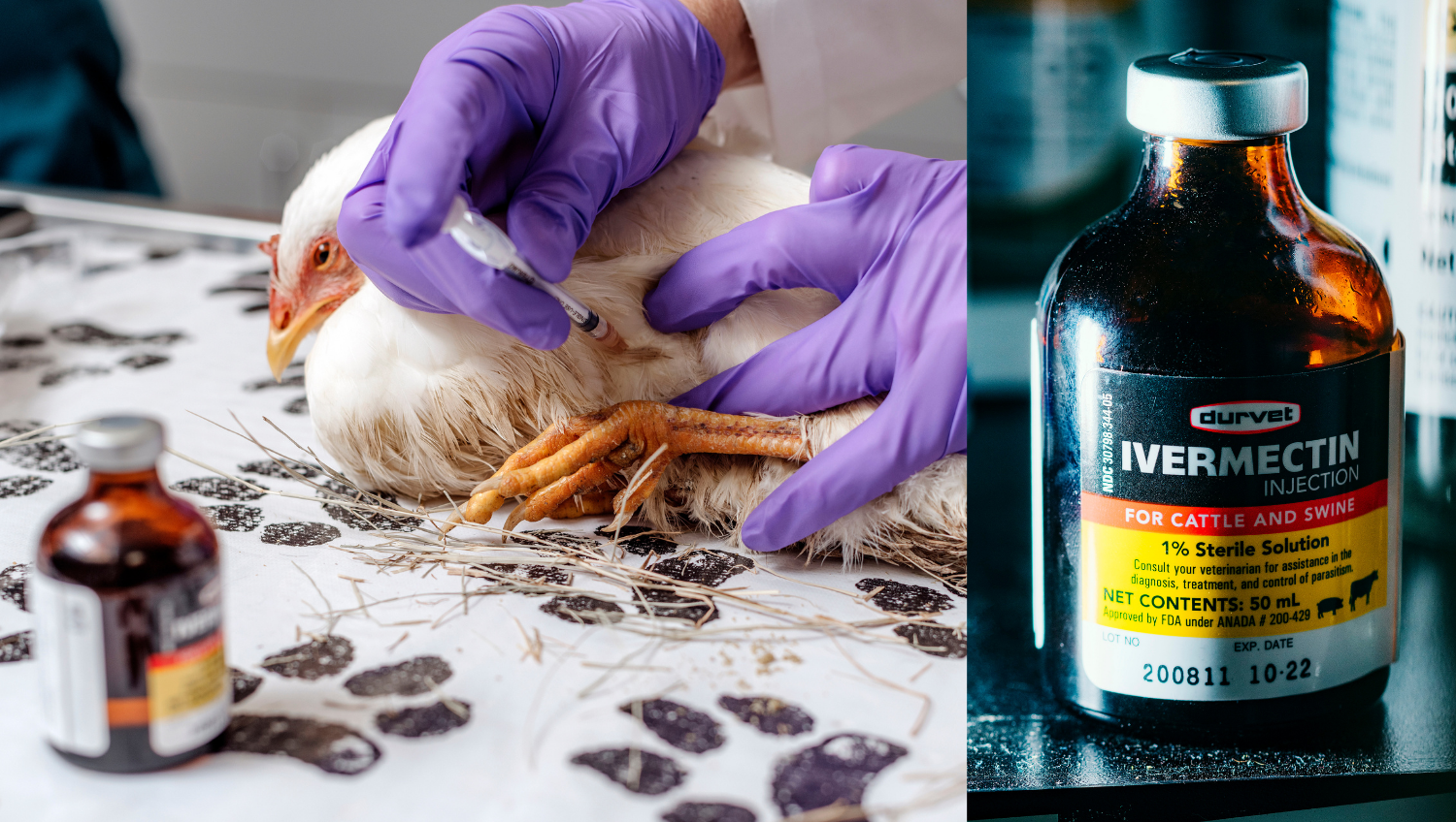 Karen Emerson, una veterinaria que es propietaria del Hospital Animal Emerson, con un paciente en West Point, Misisipi, el 18 de septiembre de 2021. (Houston Cofield/The New York Times)