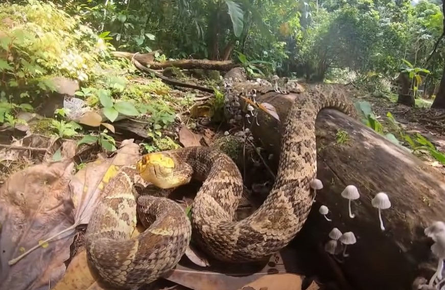 Una serpiente barba amarilla atacó a un hombre de 70 años en La Tinta, Alta Verapaz. (Foto Prensa Libre: captura de video) 