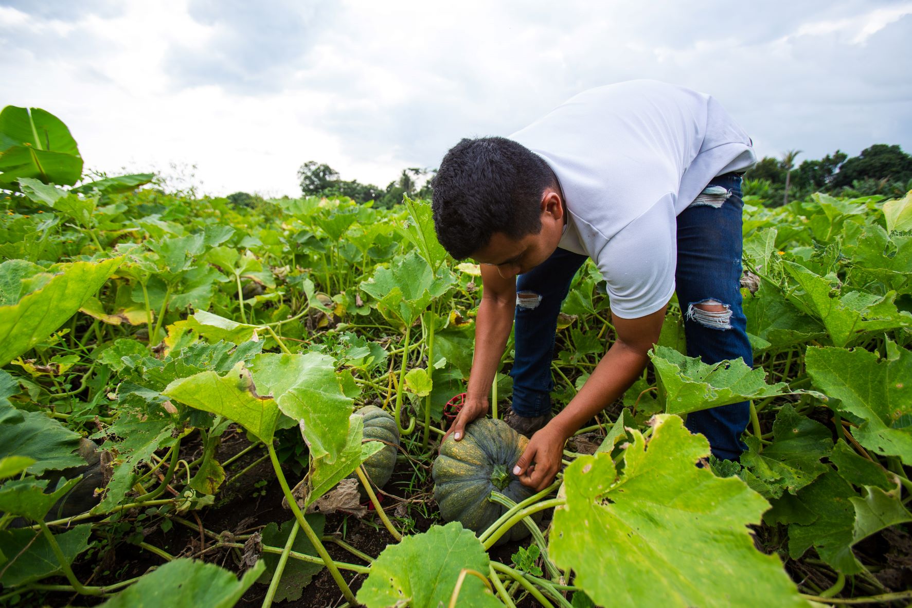 Grupo Aserinca es proveedores de frutas y verduras para Walmart Guatemala. Foto Prensa Libre: Cortesía.