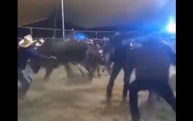 Jinetes intentan liberar, sin éxito, a montador durante jaripeo. (Foto: @TrianguloRojo01/Twitter)