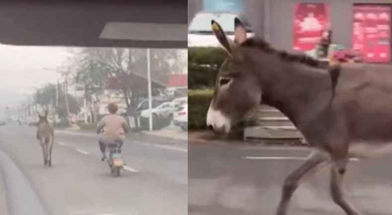 Un burro fue captado en el momento que escapa de un restaurante de China, especializado en servir carne de pollino. (Foto Prensa Libre: Twitter)