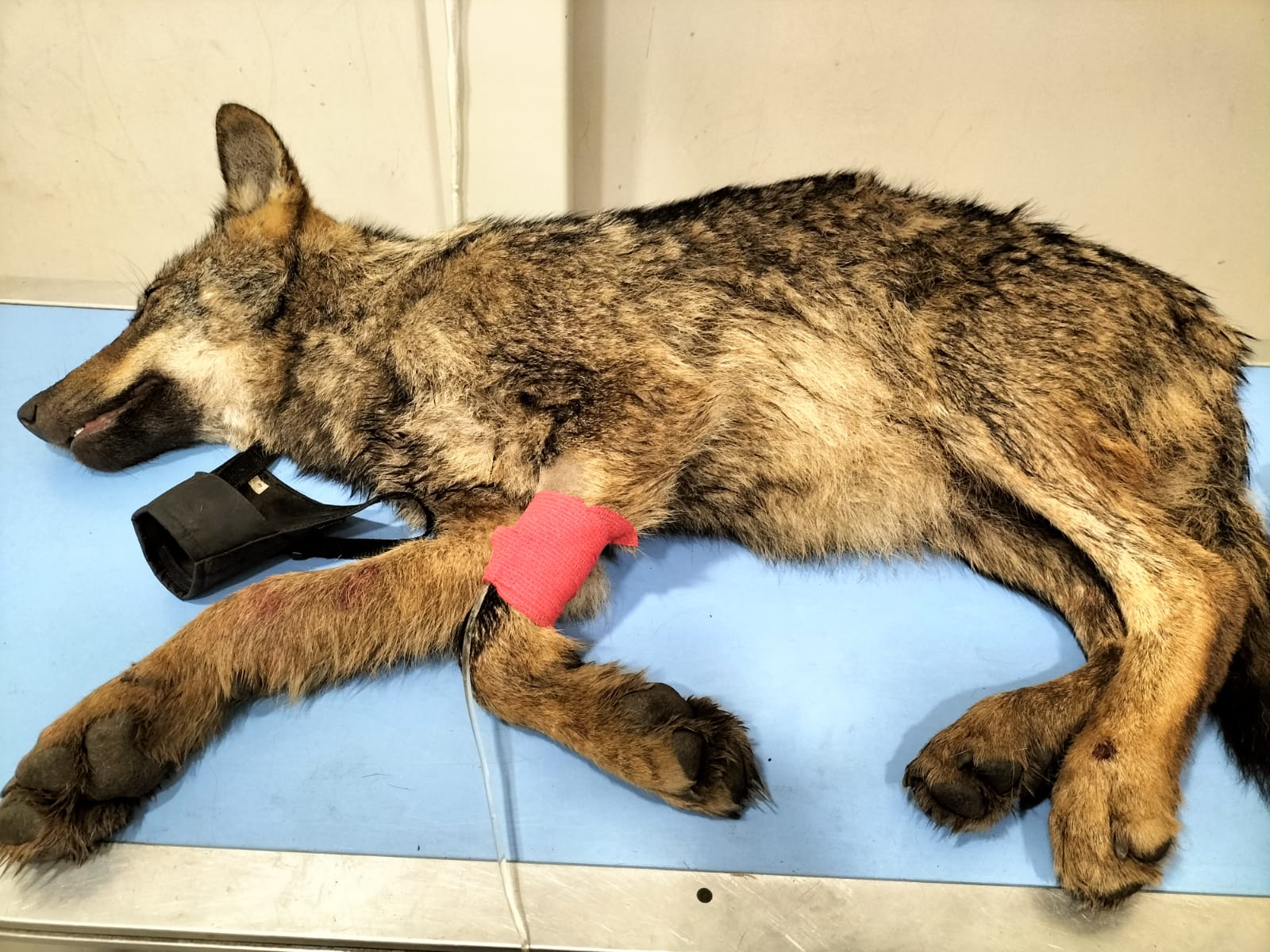 Mujer atropella a un “perro” y veterinario descubre que era un lobo de aproximadamente seis meses. (Foto Prensa Libre: Tomada de facebook.com/xaropevet)