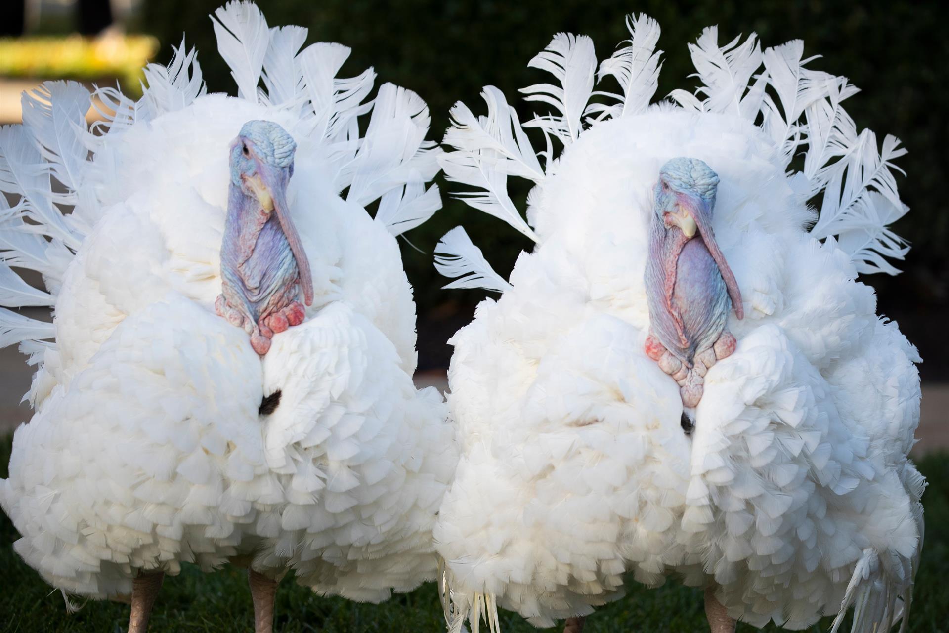 En la semana previa a la fiesta, el presidente del país "indulta" a un pavo al que presenta en sociedad en un acto televisado, y al afortunado se lo "bautiza" con un nombre. (Foto Prensa Libre: EFE)