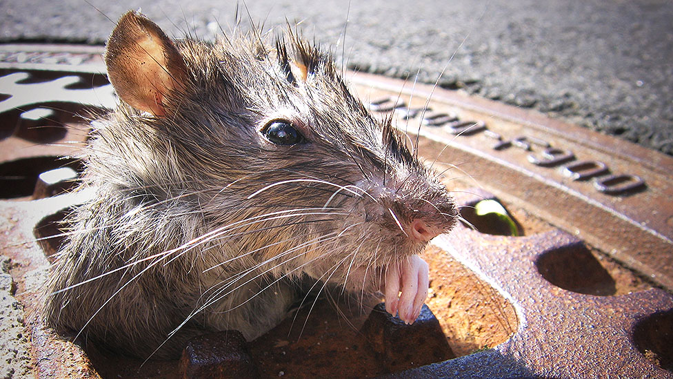 Además de todos lo problemas que Nueva York ha enfrentado en 2021, hay que añadirles una plaga de ratas.