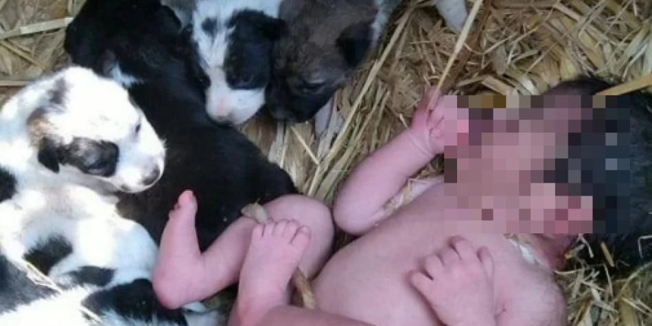 La pequeña fue protegida por los animales durante toda una noche. (Foto: a24)