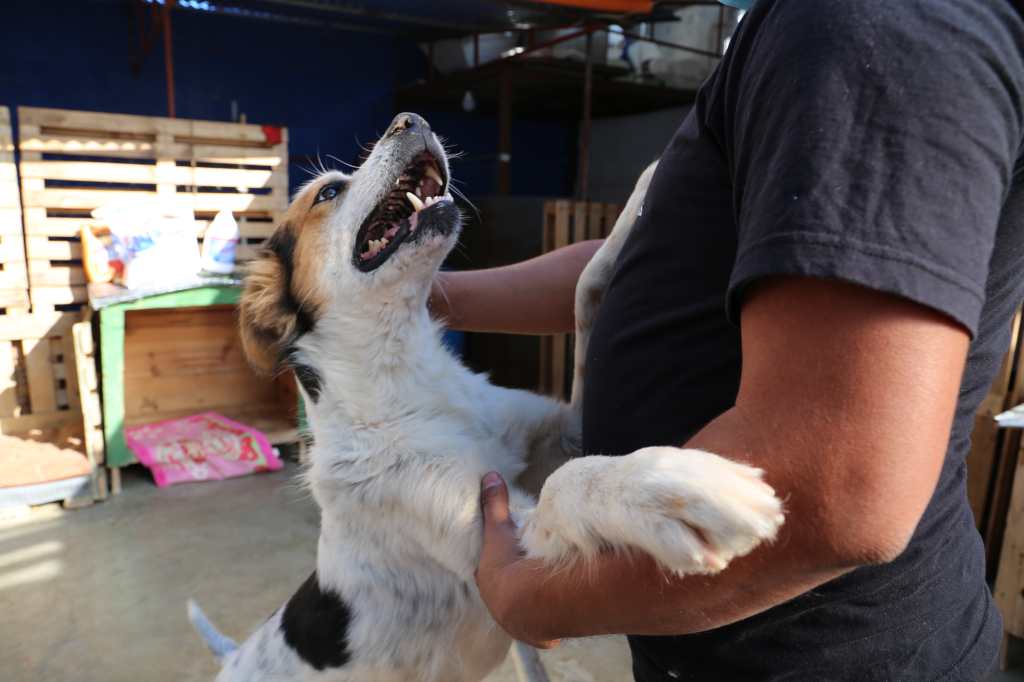 21 días de dar felicidad: Alimentos para lindas mascotas (Día 8) 