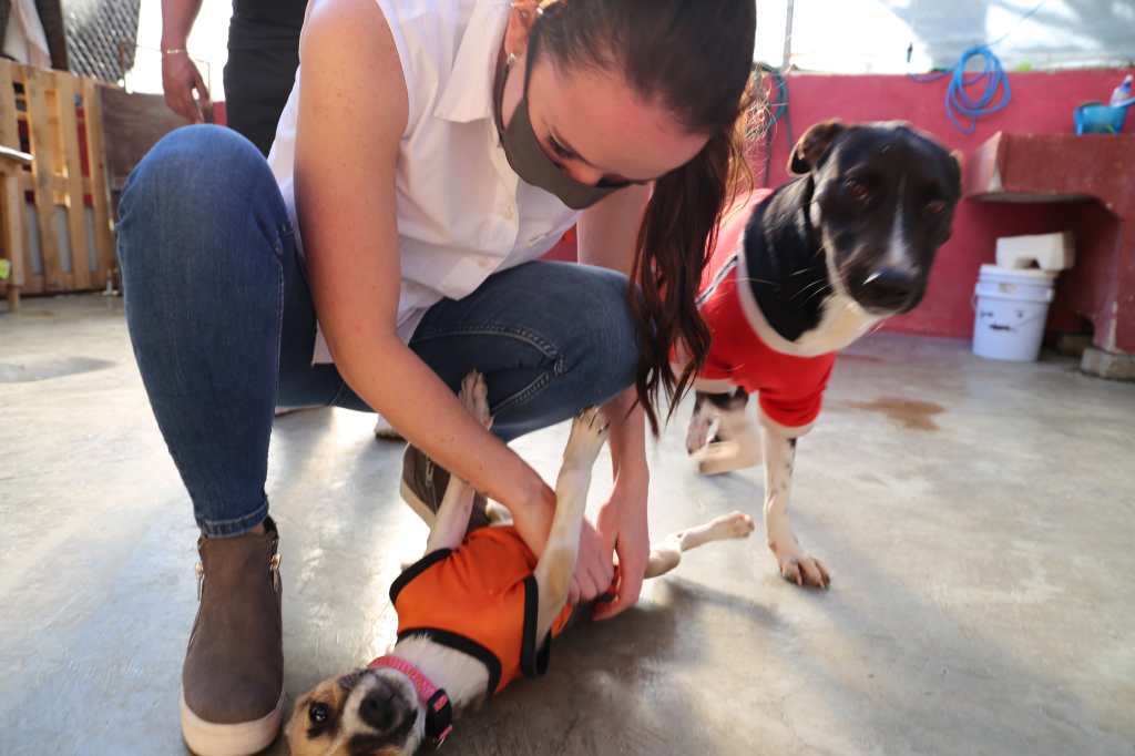 21 días de dar felicidad: Alimentos para lindas mascotas (Día 8) 