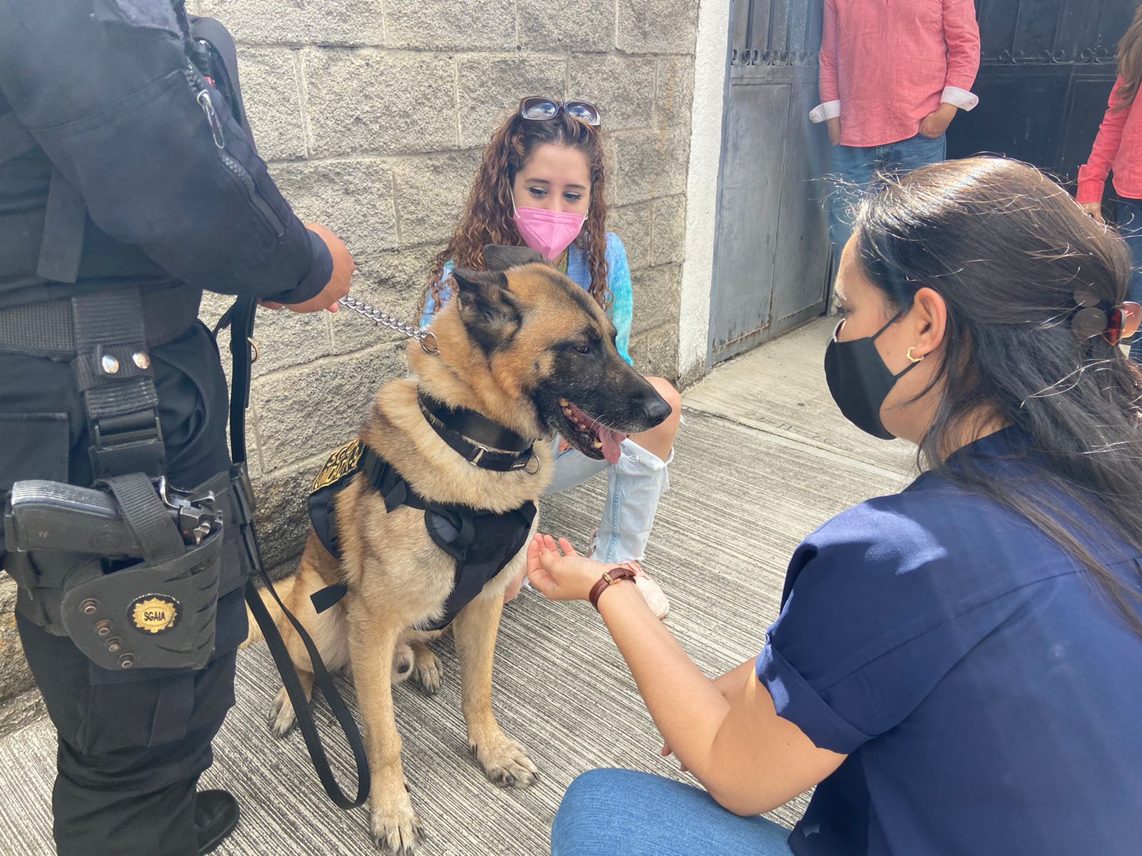 Perros policías jubilados