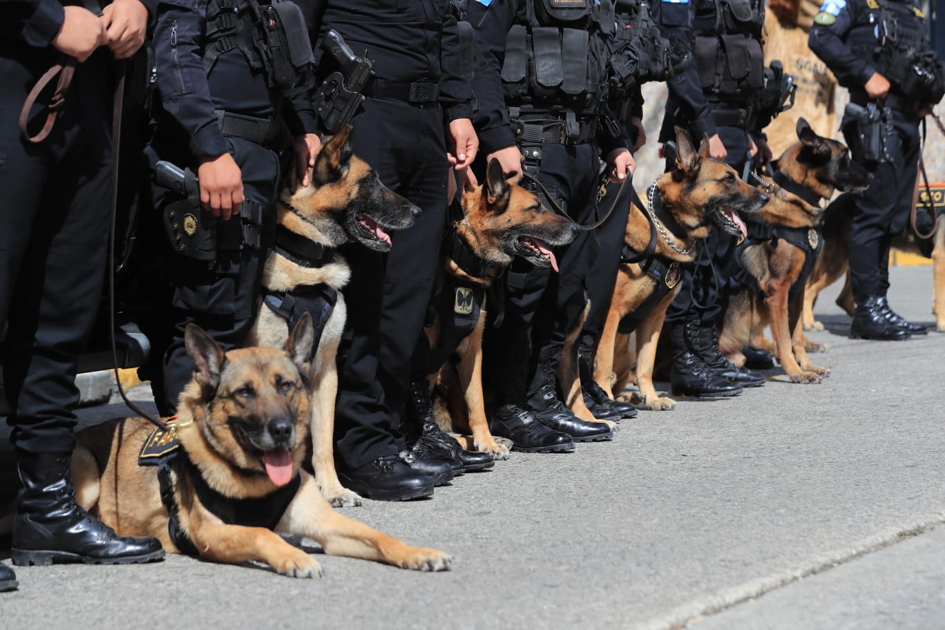 Perros policías se jubilan