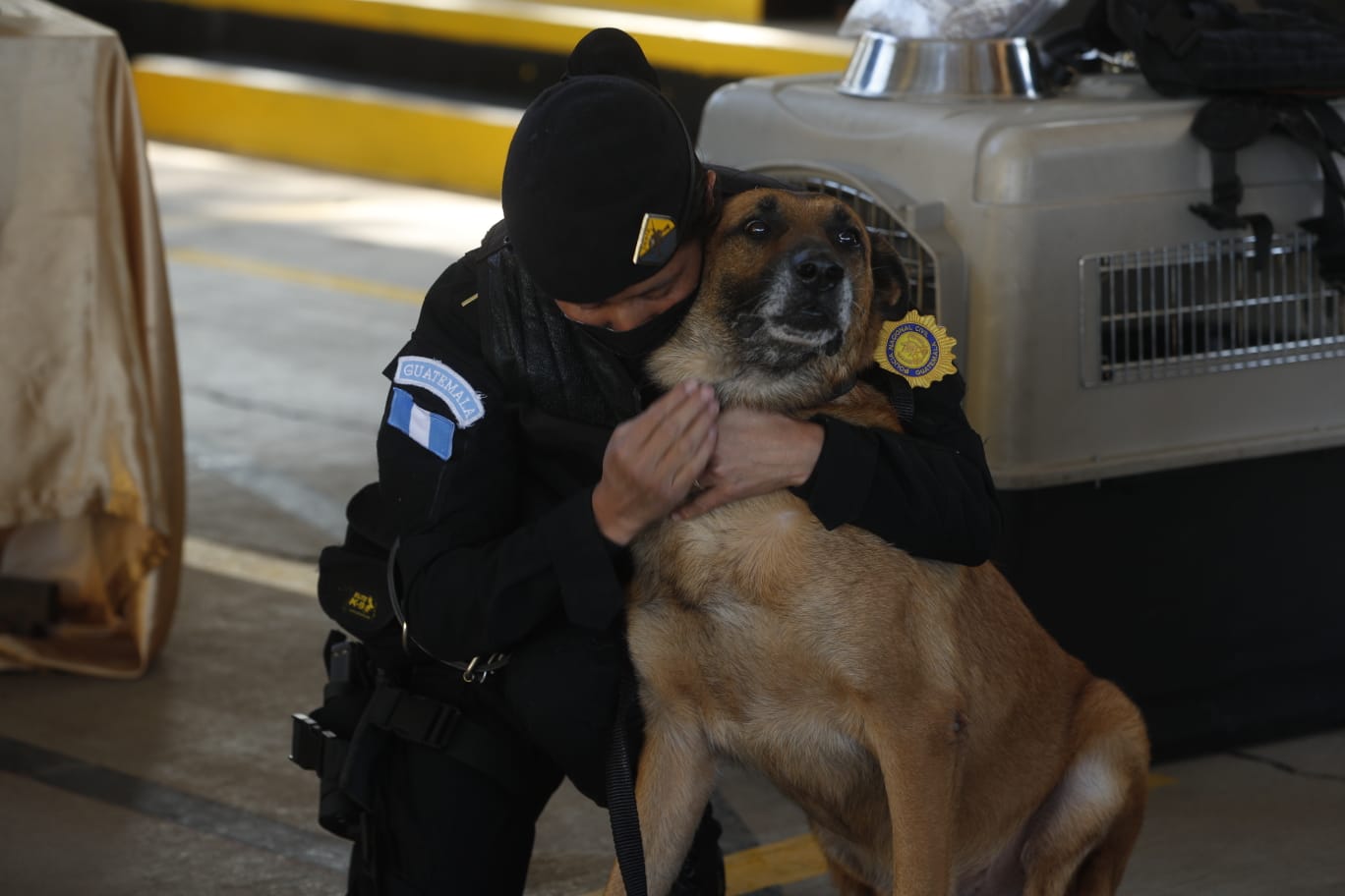 12 agentes canino dejaron fueron llevados a sus nuevos hogares donde compartirán una dinámica de hogar y familia.  (Foto Prensa Libre: María José Bonilla)