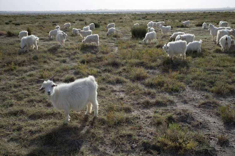 Cabras de cachemira pastan en un rancho de Alashan, en la región china de Mongolia Interior, el 8 de septiembre de 2021. La marca de lujo Loro Piana se ha embarcado en un programa que permitirá a los clientes seguir cada paso de la producción de uno de sus jerséis de cachemira para bebés, desde la cabra hasta la tienda. (Gilles Sabrié/The New York Times)