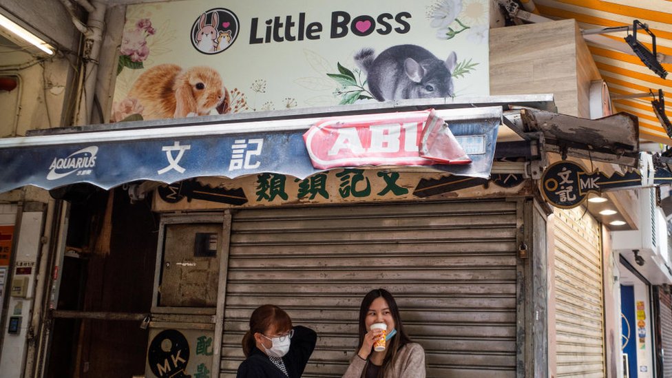 El sacrificio de hámsters en Hong Kong al sospechar que son el origen de un brote de contagios de covid.