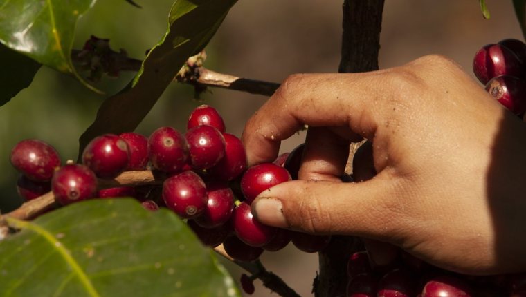 La SCA es una asociación gremial del sector privado a nivel internacional en la que se puede participar a título empresarial, individual o gremial (como Anacafé). (Foto Prensa Libre: Hemeroteca)