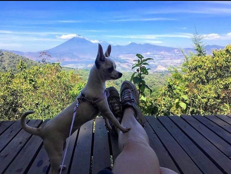 En lugares pet friendly al aire libre como Green Rush, no solo los dueños salen de la monotonía sino sus mascotas que se divierten en medio de la naturaleza. (Foto Prensa Libre, cortesía de Green Rush)