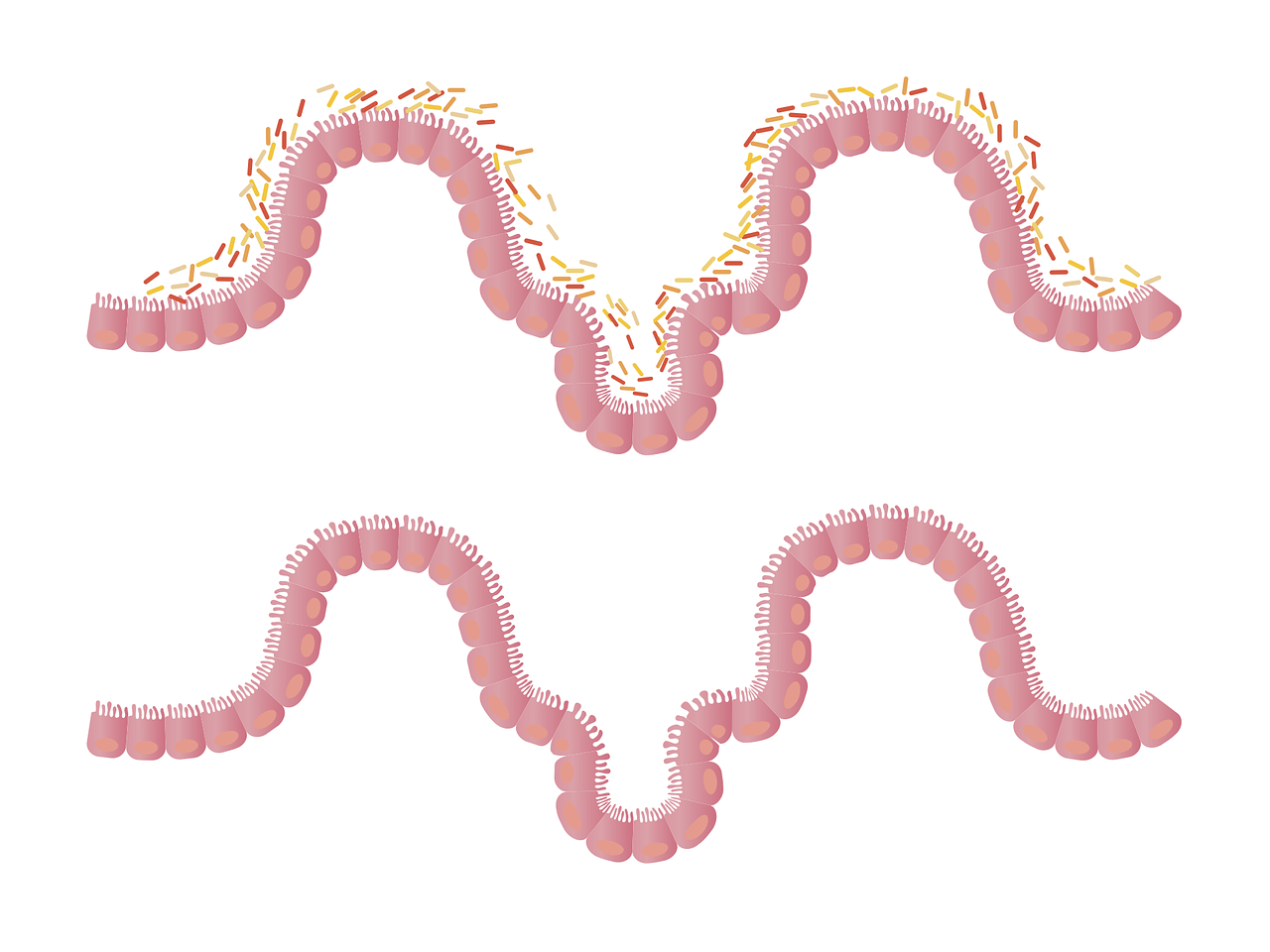 La flora intestinal es nuestro “segundo cerebro”