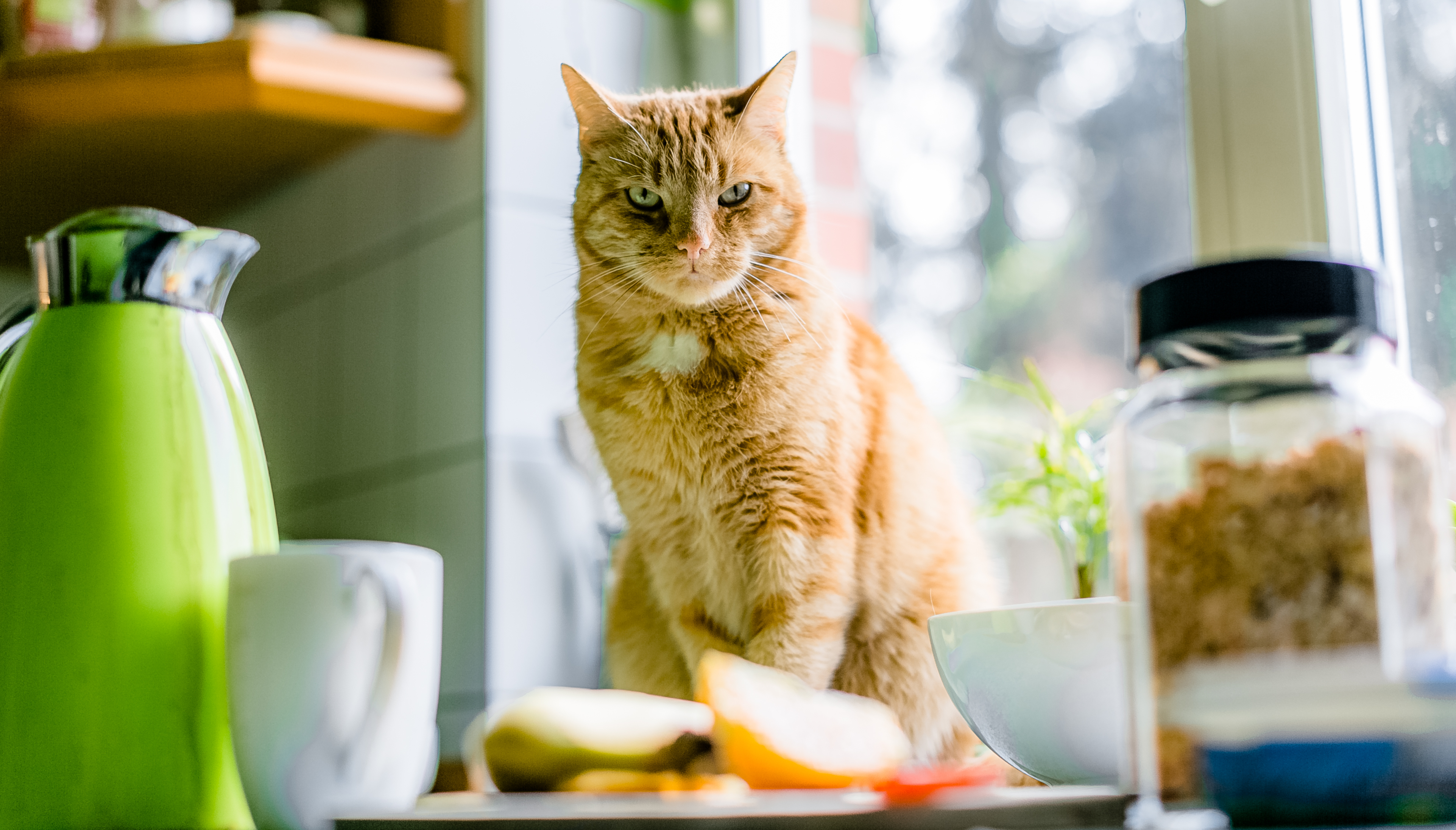 Mirada del gato