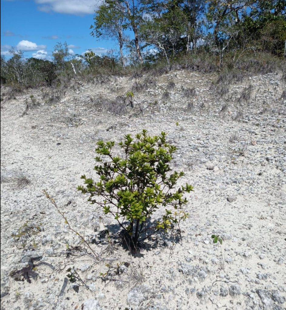 Flora de "El desierto"