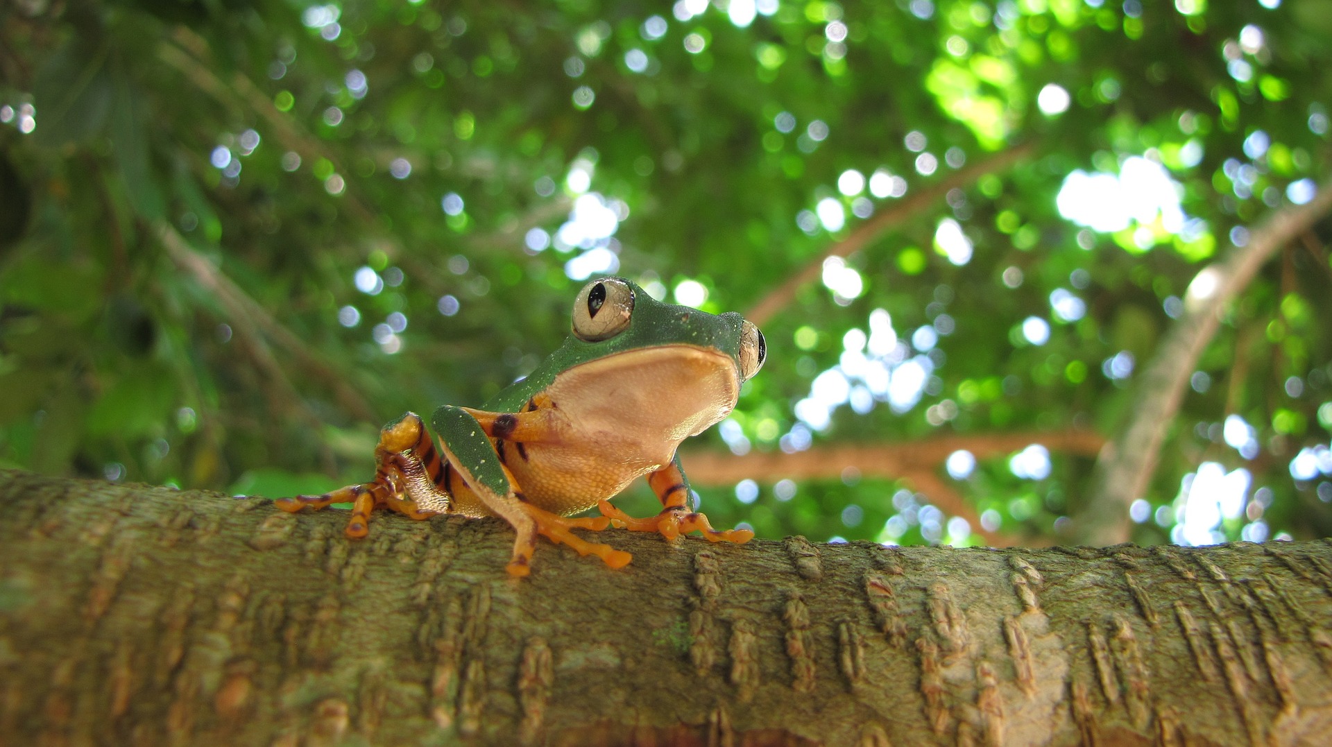 Phyllomedusa bicolor