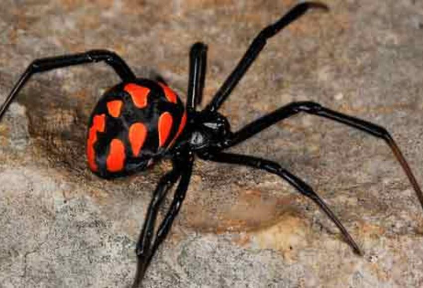 Al estilo del Hombre Araña, los niños le "pidieron" superpoderes a una viuda negra. (Foto: AFP)