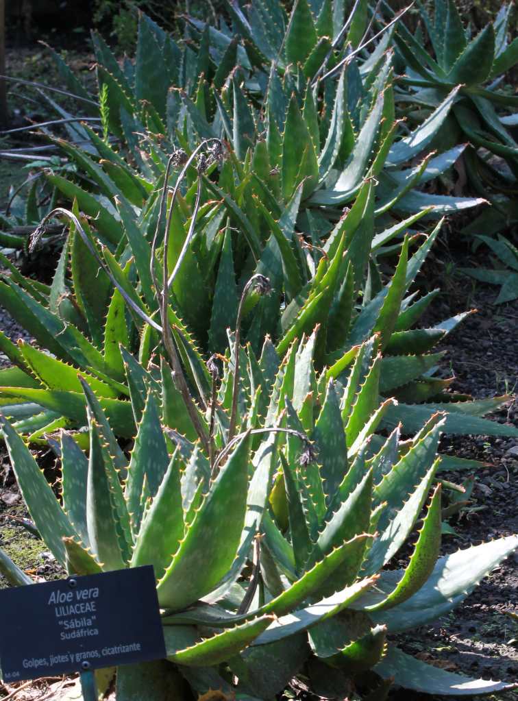 Aloe vera, la planta de los mil y un beneficios para la salud 