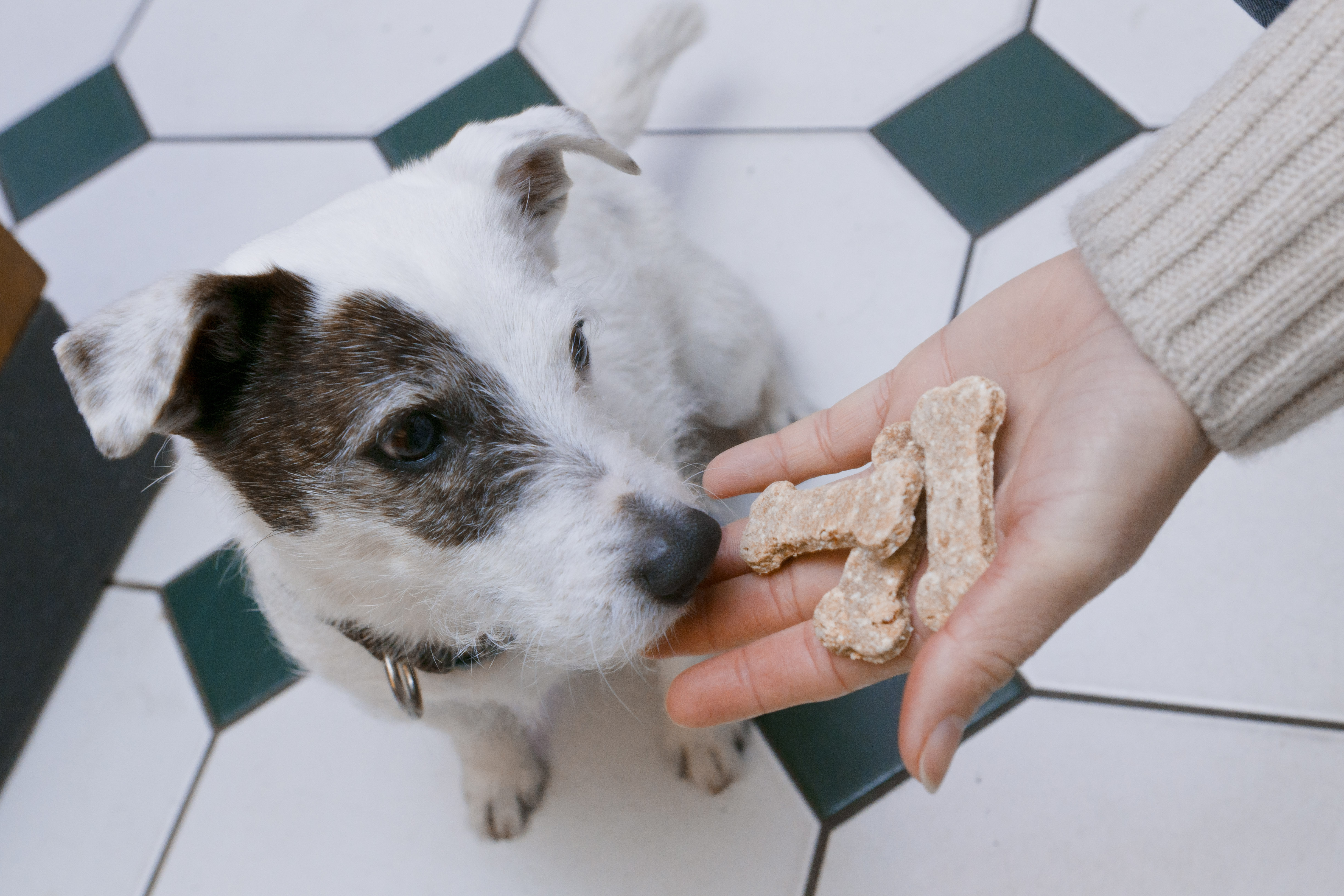 comida de perro