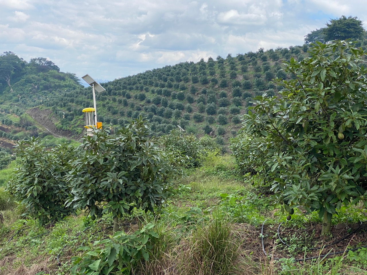 Cosecha de aguacate destinada para Rusia