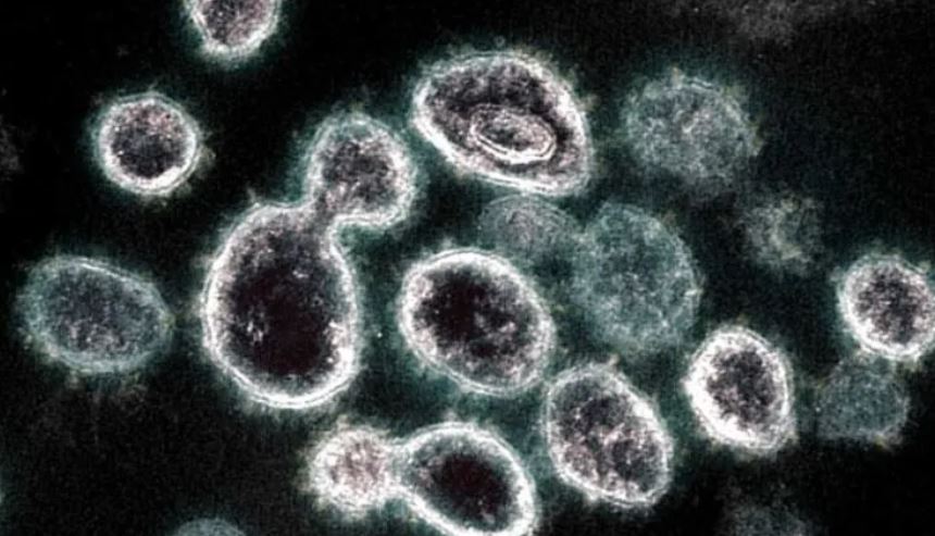 coronavirus