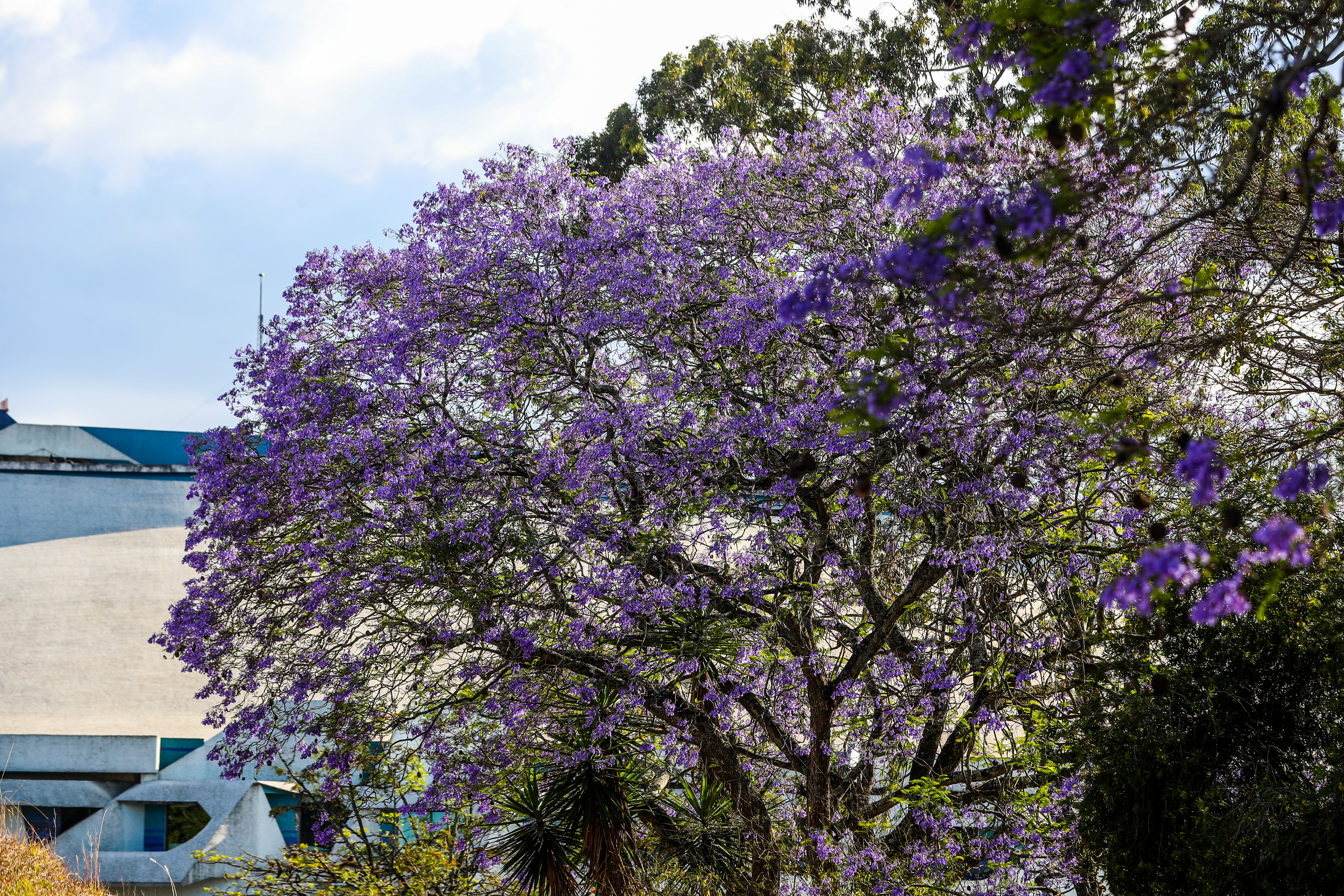 Por qué las jacarandas crecen en época seca